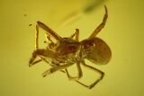 Detailed Fossil Spider (Araneae) in Baltic Amber #150707-1